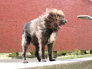 63 Mikki en vild hund.jpg