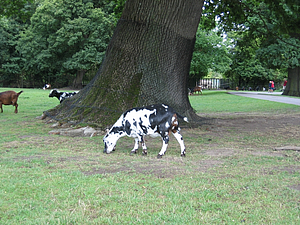 IMG_1390.JPG