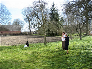 Nye blomme træer.JPG